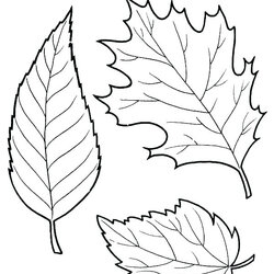 Admirable Fall Leaves Coloring Pages Best For Kids Printable Free