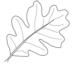 Swell Leaves Coloring Pages Download Leaf Oak Fall Template Drawing Color Thanksgiving Kindergarten Palm
