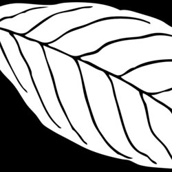 Fantastic Free Printable Leaf Coloring Pages For Kids Pics How To Draw In Outline Beech Vein Clip Oval Nerve
