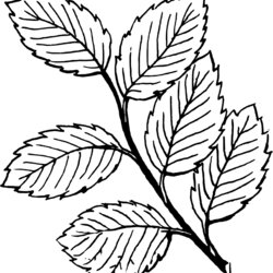 Super Free Printable Leaf Coloring Pages For Kids