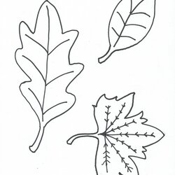 The Highest Quality Free Coloring Pages Of Leaves Without Colour Leaf Printable Oak Kids Fall Preschool Print