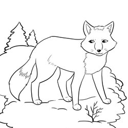 Sterling Free Printable Fox Coloring Pages For Kids