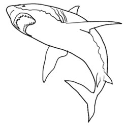 Excellent Free Printable Shark Coloring Pages For Kids Sharks Realistic Great Print Color Drawing Fish