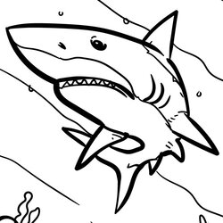 Admirable Awesome Shark Coloring Page Free Printable Pages For Kids