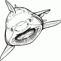 Eminent Free Printable Shark Coloring Pages For Kids