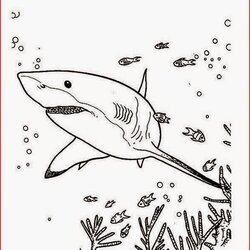 Out Of This World Coloring Pages Shark Free And Printable Prey Realistic Hunting Great Mouth Mean Open