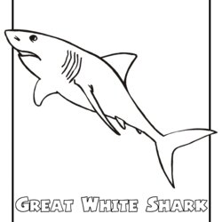 Supreme Free Printable Shark Coloring Pages For Kids Great Endangered Animals Animal Color Ocean Sharks Print