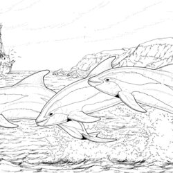 Marvelous Dolphin Coloring Pages Dolphins Spinner Adults Jumping Animals Popular Playful Page