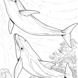 Cool Dolphin Coloring Pages Print Dolphins Sea Colouring Two Adults Realistic Printable Drawing Kids Adult