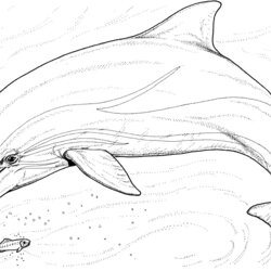 Swell Dolphin Coloring Pages Fish Dolphins Printable Whale Kids Killer Drawing Color Jumping Little Print