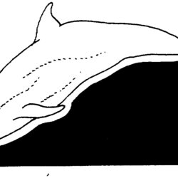 Superb Free Dolphin Coloring Pages