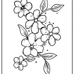 Splendid Flower Coloring Pages Free Flowers