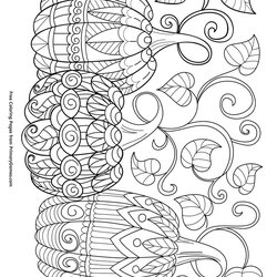 Three Pumpkins Coloring Page Free Printable Halloween Pages Adults Fall Pumpkin Print Choose Board Books
