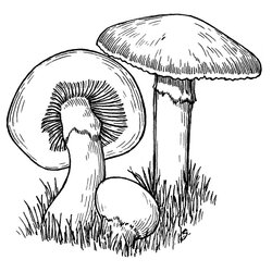 Worthy Free Mushroom Drawing To Download And Color Mushrooms Kids Coloring Pages Beautiful Print For