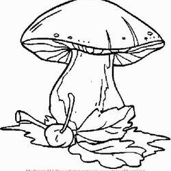 Magnificent Mushroom Coloring Page At Free Printable Pages Mushrooms Book Color Choose Board