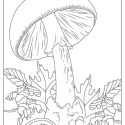 Free Mushroom Coloring Pages Book For Download Printable Illustrations Page