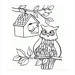 Fine Free Owl Coloring Pages In Cute Page