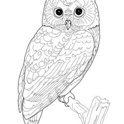 Superb Owl Coloring Pages Printable