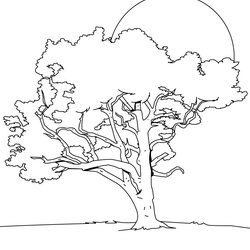 Exceptional Free Printable Tree Coloring Pages For Kids Trees Of