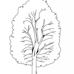 Terrific Free Printable Tree Coloring Pages For Kids Fall Color Acacia Print Aspens Sheets Elm Poplar
