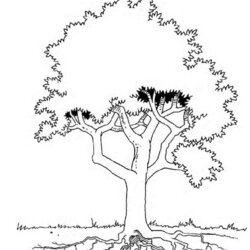Tree Coloring Page Home Pages Trees Kapok Leaves Evergreen Printable Popular Library Books Boom