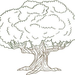 Wonderful Free Printable Tree Coloring Pages For Kids Pictures