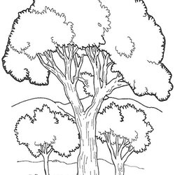 Brilliant Trees Coloring Pages Tree