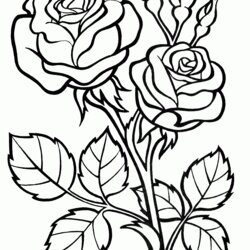 The Highest Quality Coloring Page Rose Pages Print Kids Young Flowers Big