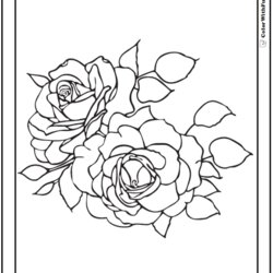 Rose Coloring Pages Customize Roses Two Printable Leaves