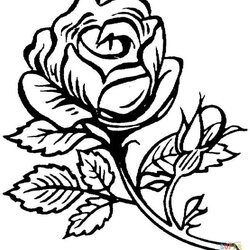 Legit Rose Coloring Pages Free Download On