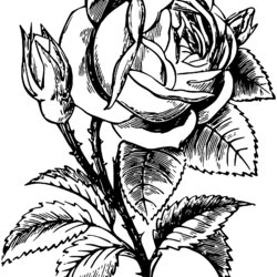 Worthy Rose Coloring Pages Printable Free
