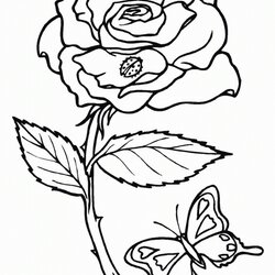 High Quality Free Printable Roses Coloring Pages For Kids Rose Color Flower Print Flowers Sheets Book Adult
