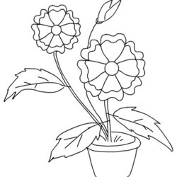 Brilliant Flower Is Beautiful Plants Coloring Page Sky Para