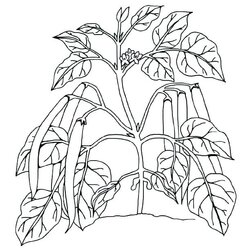 Plant Coloring Pages Trees Plants And Flowers As Well Printable Parts Colouring Print Sheet Color Sheets