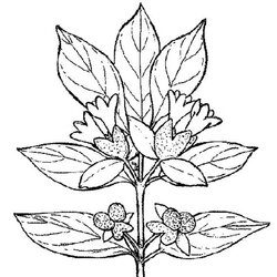 The Highest Quality Plants Coloring Page For Kids Sky