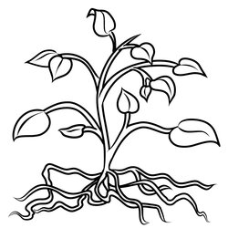 Legit Plant Coloring Pages To Download And Print For Free Roots Plants Clip Drawing Flower Tomato Tree