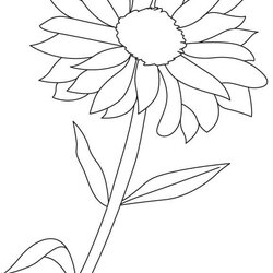 Excellent Flower That Is Drawn In The Shape Of Sunflower On White Background Flowering