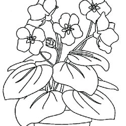 Exceptional Printable Plant Coloring Pages Violets Page