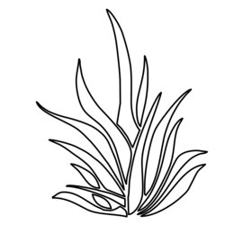 Superior Coloring Pages Plants Free Downloads Seaweed Grass Drawing Plant Coral Printable Sea Color Outlines