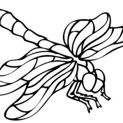 Fine Dragonfly Coloring Pages Free Printable