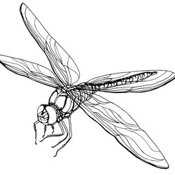Eminent Free Printable Dragonfly Coloring Pages For Kids Page
