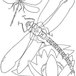 Smashing Free Printable Dragonfly Coloring Pages For Kids Color Page