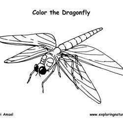 Fantastic Dragonfly Coloring Page