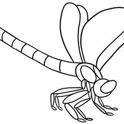 Outstanding Dragonfly Printable Coloring Pages Outline Clip Drawing Animal Designs Prints