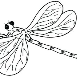 Superb Free Dragonfly Coloring Pages At Printable Color Glass Drawing Animals Stained Line Template Cartoon