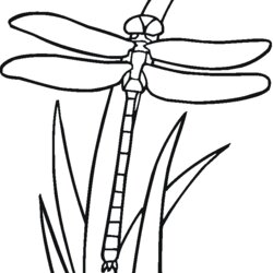 The Highest Standard Free Printable Dragonfly Coloring Pages For Kids Dragonflies Burning Of