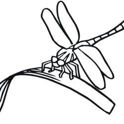 Free Printable Dragonfly Coloring Pages For Kids Line Drawing Eating Colouring Dragonflies Simple Clip Print
