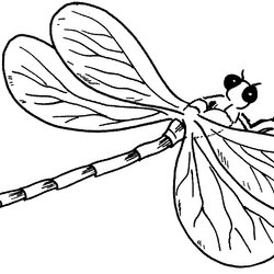 Out Of This World Free Printable Dragonfly Coloring Pages For Kids Animal Place Images