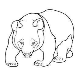 Wonderful Panda Coloring Pages Best For Kids Bear Giant Adult Animals Print