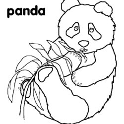 Cool Free Panda Coloring Page To Print Pandas Kids Pages Cute Hibernation Bear Children Printable Color